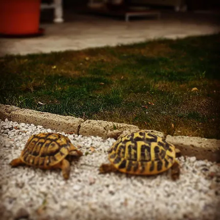 Alice's By Casolare Isabella Ξενοδοχείο Ponsacco