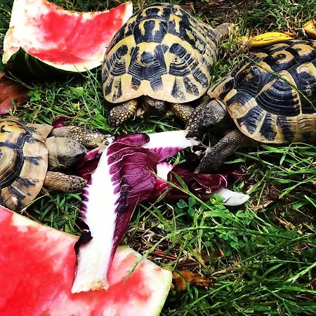 Alice's By Casolare Isabella Ξενοδοχείο