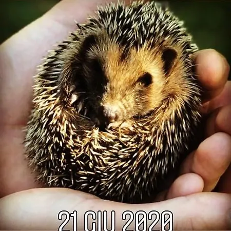 Alice's By Casolare Isabella *