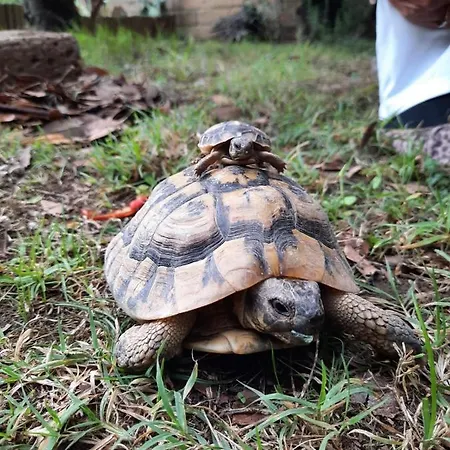 Alice's By Casolare Isabella